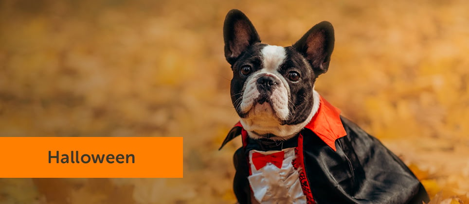 Choosing the perfect Halloween costume for your dog