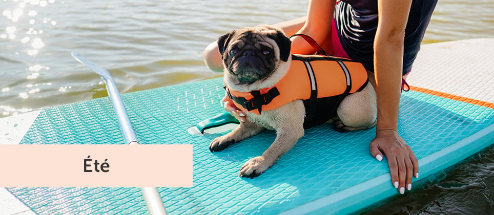 Sports aquatiques : 5 éléments clés pour initier votre chien