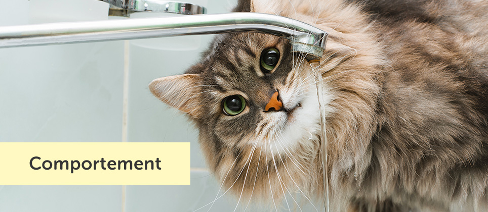 Les chats et l'eau : 5 comportements intrigants démystifiés