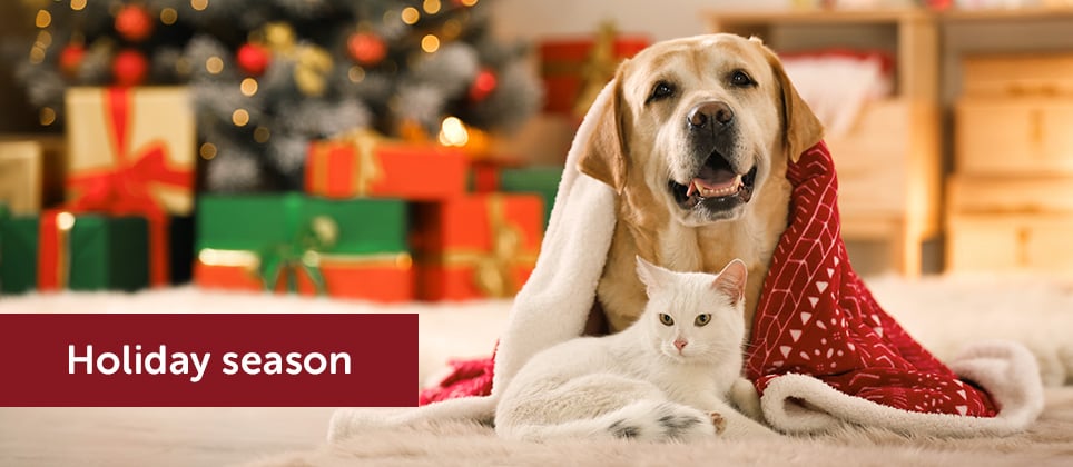 5 ways to keep your pets safe during the holidays