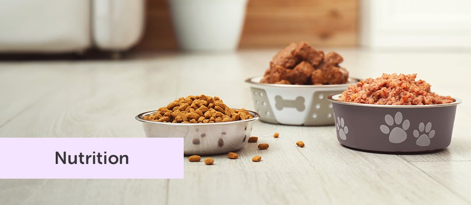 What kind of food should you choose for your cat or dog?