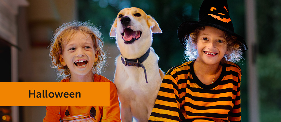 Halloween: 10 key recommendations to keep your pet safe