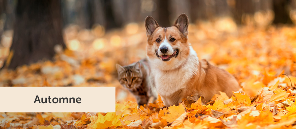 5 façons de garder votre animal heureux cet automne