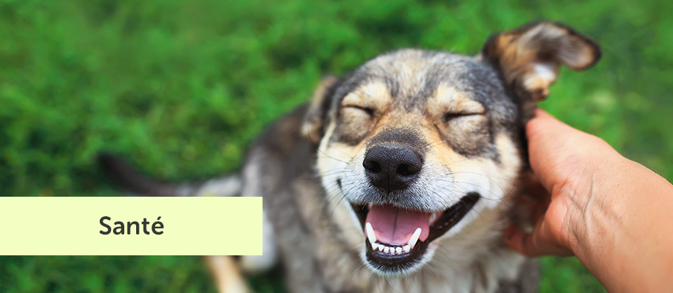 Santé du chien : détecter, enlever et prévenir les tiques
