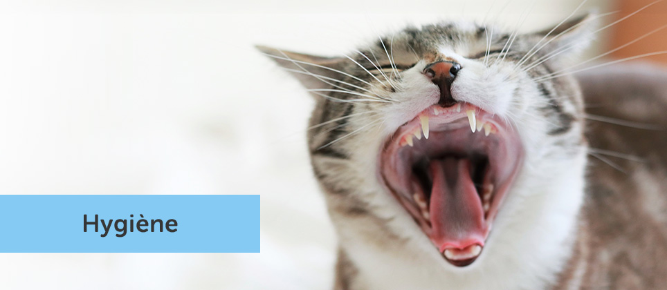 Comment prendre soin de la santé dentaire de votre chat?